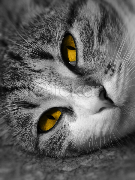 사람없음 JPG 근접촬영 포토 해외이미지 흑백 고양이 노란색 눈동자 한마리