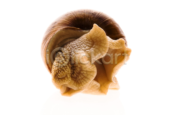 사람없음 JPG 근접촬영 포토 해외이미지 달팽이(동물) 실내 연체동물 한마리 흰배경
