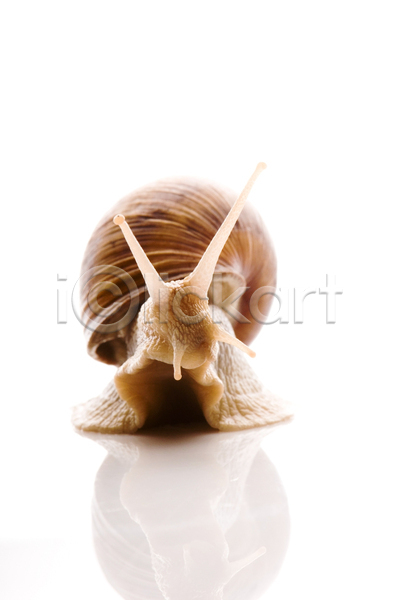 사람없음 JPG 포토 해외이미지 달팽이(동물) 실내 연체동물 한마리 흰배경