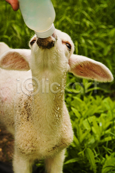 사람없음 JPG 포토 해외이미지 가축 동물 마시기 먹이 봄 부활절 수유 양 양고기 우유 음료 초록색 흰색