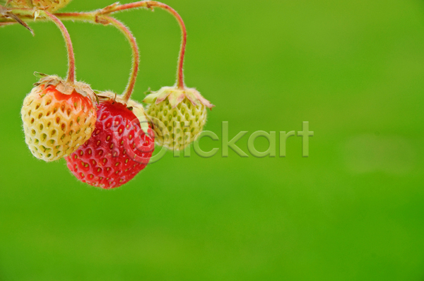사람없음 JPG 포토 해외이미지 계절 고립 딸기 맛 맛있는 백그라운드 빨간색 숙성 여름(계절) 열매 정원 초록색