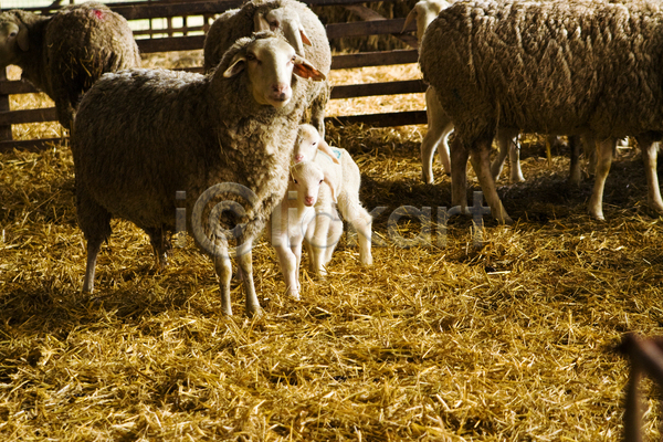 사람없음 JPG 포토 해외이미지 가로 가축 농업 농장 동물 밀짚 양 양고기 엄마 외양간