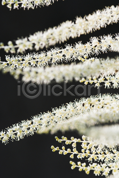 사람없음 JPG 포토 해외이미지 검은색 관목 꽃 닫기 벚꽃 햇빛 흰색
