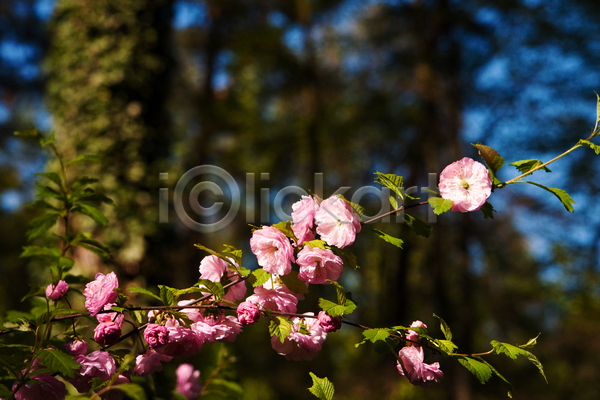사람없음 JPG 포토 해외이미지 가로 갈색 꽃 나뭇가지 벚꽃 봄 분홍색 숲 아몬드 잎 햇빛 흰색