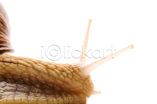 사람없음 JPG 근접촬영 포토 해외이미지 달팽이(동물) 더듬이 실내 연체동물 한마리 흰배경
