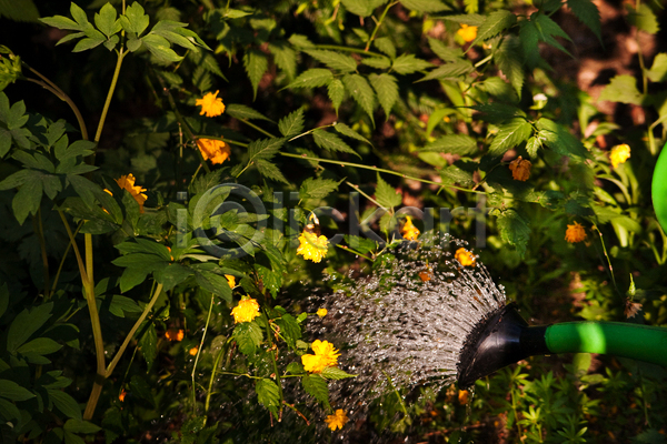 건조 사람없음 JPG 포토 해외이미지 가로 꽃 물 물뿌리개 물주기 벚꽃 식물 원예 정원 초록색 햇빛