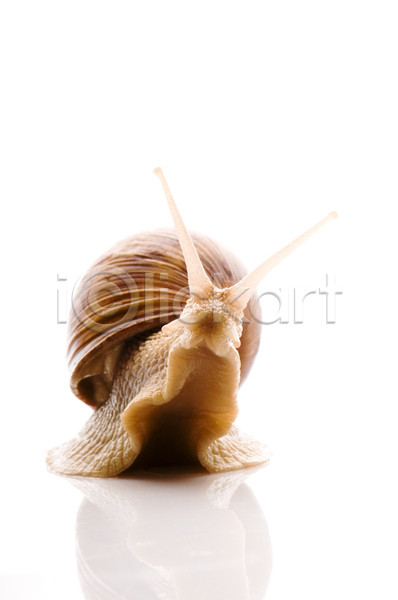 사람없음 JPG 포토 해외이미지 달팽이(동물) 실내 연체동물 한마리 흰배경