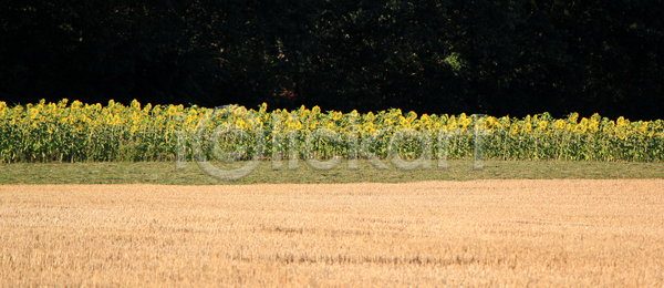 따뜻함 사람없음 JPG 포토 해외이미지 개화 계절 기름 꽃 꽃가루 꽃무늬 꽃잎 나무 내추럴 노란색 농업 맑음 밭 백그라운드 벚꽃 산업 숲 시골 식물 씨앗 여름 오렌지 원형 유기농 자연 초록색 컬러풀 풍경 해바라기 해외포토