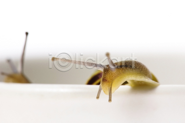 사람없음 JPG 근접촬영 아웃포커스 포토 해외이미지 달팽이(동물) 두마리 실내 연체동물 흰배경