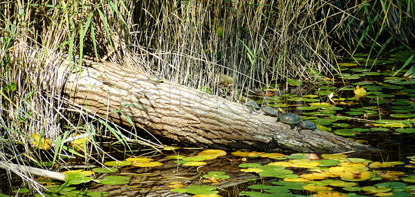 평화 휴식 사람없음 JPG 포토 해외이미지 거북이 공원 껍질 나무 노란색 느림 동물 동물원 맑음 물 식물 야생동물 연못 자연 초록색 해외포토 호수