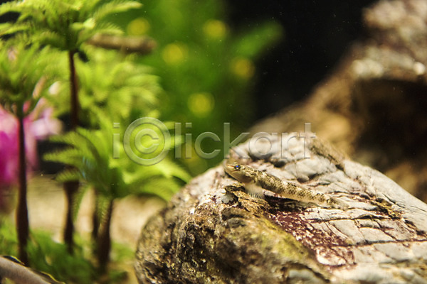 사람없음 JPG 근접촬영 포토 민물고기 밀어 바위(돌) 수조 실내 어류 어항 토종 한마리