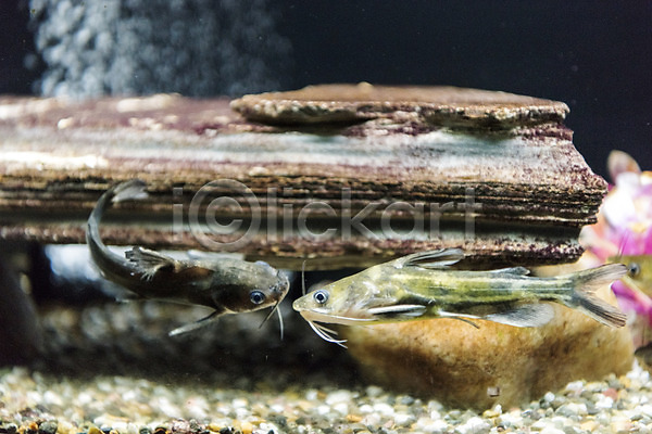 사람없음 JPG 근접촬영 포토 동자개 두마리 민물고기 바위(돌) 수조 실내 어류 어항 토종