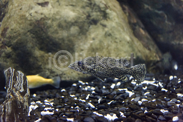 사람없음 JPG 근접촬영 포토 두마리 민물고기 바위(돌) 수조 실내 쏘가리 어류 어항 토종 황쏘가리
