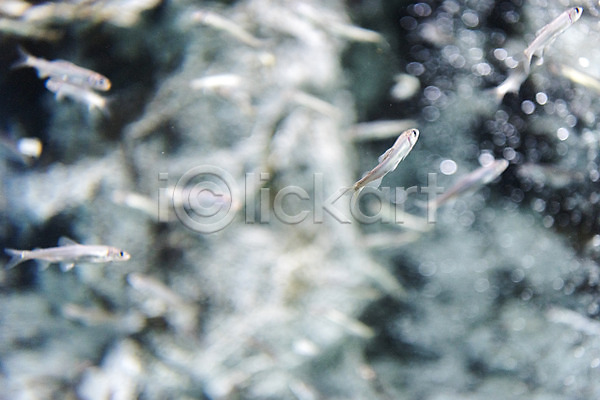 사람없음 JPG 근접촬영 아웃포커스 포토 민물고기 수조 실내 어류 어항 여러마리 은어 토종