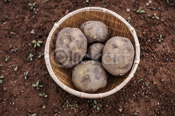 사람없음 JPG 포토 하이앵글 감자 감자밭 농작물 바구니 식재료 야외 여러개 유기농 주간 주말농장 취미 텃밭 흙
