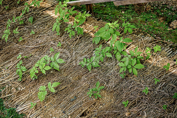 사람없음 JPG 포토 단양 야외 여름(계절) 여름풍경 인삼밭 잎 자연 주간 풍경(경치) 한국