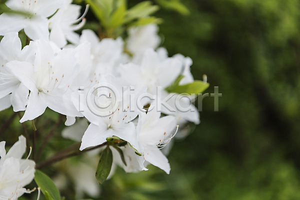 감성 사람없음 JPG 근접촬영 아웃포커스 포토 꽃 들꽃 식물 야외 자연 주간 철쭉
