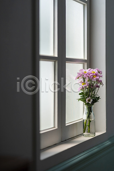 감성 사람없음 JPG 포토 꽃 꽃병 마거리트 스튜디오촬영 식물 실내 오브젝트 인테리어 창가 창문