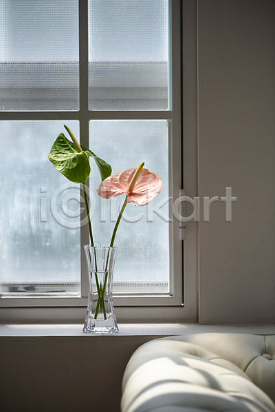 감성 사람없음 JPG 포토 꽃병 무료이미지 스튜디오촬영 실내 안스리움 오브젝트 인테리어 창가 창문 플랜테리어