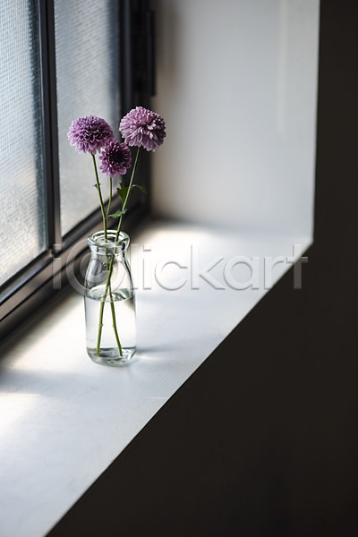 감성 사람없음 JPG 포토 꽃 꽃병 달리아 스튜디오촬영 식물 실내 오브젝트 인테리어 창가 창문