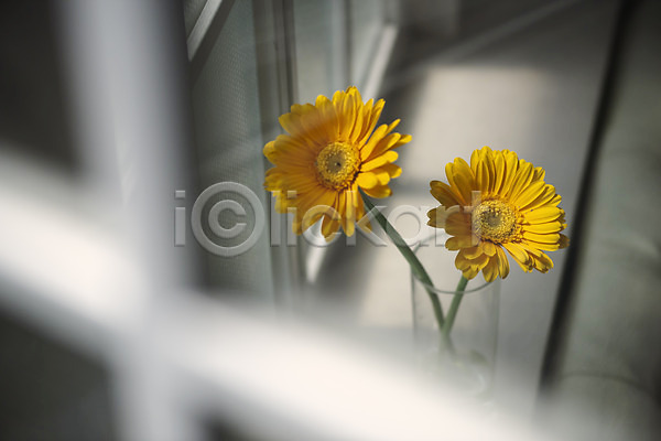 감성 사람없음 JPG 아웃포커스 포토 거베라 꽃 꽃병 스튜디오촬영 식물 실내 오브젝트 인테리어 창가 창문