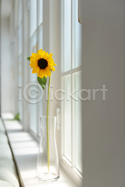 감성 사람없음 JPG 포토 꽃 꽃병 스튜디오촬영 식물 실내 오브젝트 인테리어 창가 창문 해바라기