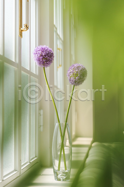 감성 사람없음 JPG 아웃포커스 포토 꽃 꽃병 스튜디오촬영 식물 실내 알리움 오브젝트 인테리어 창가 창문