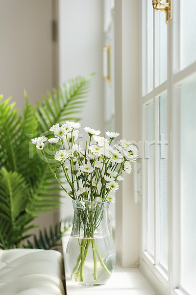 감성 사람없음 JPG 포토 국화 꽃 꽃병 스튜디오촬영 식물 실내 오브젝트 인테리어 창가 창문