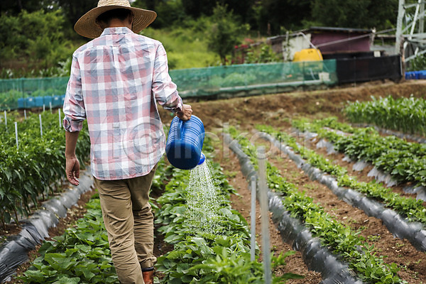 40대 남자 중년 중년남자한명만 한국인 한명 JPG 뒷모습 포토 농부 농작물 물뿌리개 상반신 서기 식재료 야외 유기농 주간 주말농장 텃밭