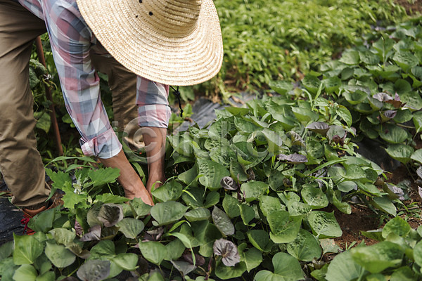 40대 남자 중년 중년남자한명만 한국인 한명 JPG 앞모습 포토 농부 농작물 식재료 쌈채소 야외 유기농 전신 주간 주말농장 채소밭 텃밭