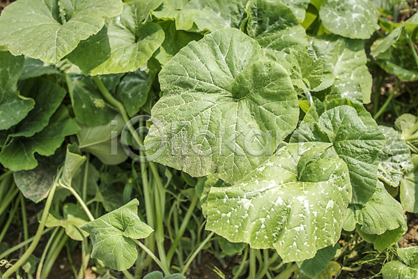 사람없음 JPG 포토 농사 농작물 식재료 야외 유기농 주간 주말 주말농장 취미 텃밭 호박밭 호박잎