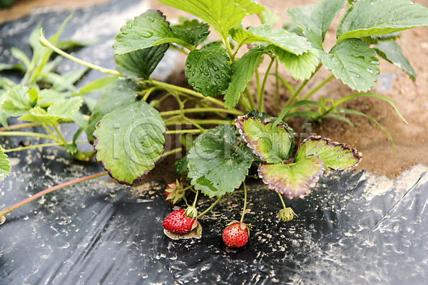 사람없음 JPG 포토 농사 농작물 딸기 딸기밭 식재료 야외 유기농 주간 주말 주말농장 취미 텃밭