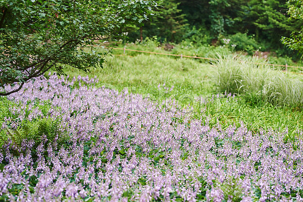 사람없음 JPG 아웃포커스 포토 꽃 꽃밭 라벤더 보라색 식물 야외 어린이라이프 여름(계절) 용인 자연 주간 초원(자연) 휴양림