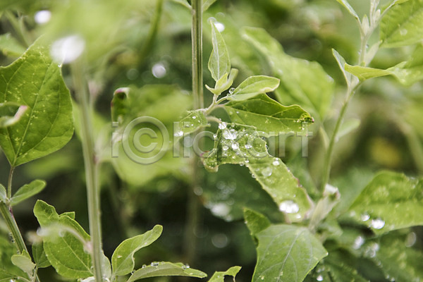 사람없음 JPG 포토 백그라운드 비(날씨) 빗방울 야외 잎 주간 판교 풍경(경치) 흐림