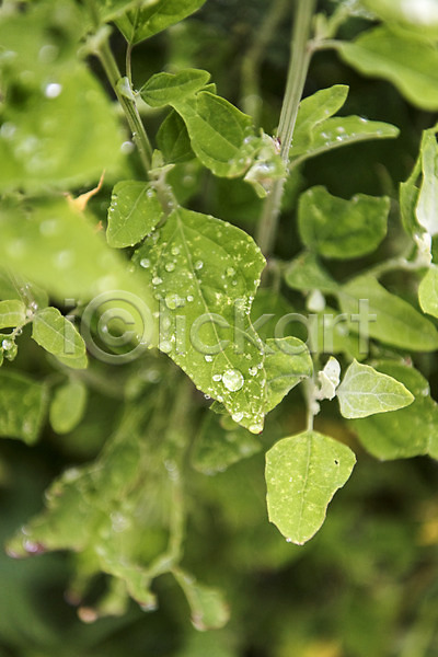 사람없음 JPG 포토 백그라운드 비(날씨) 빗방울 야외 잎 주간 판교 풍경(경치) 흐림