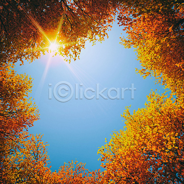 사람없음 3D PSD 디지털합성 로우앵글 편집이미지 3D소스 가을(계절) 가을배경 낙엽 단풍 백그라운드 야외 주간 풍경(경치) 하늘 햇빛