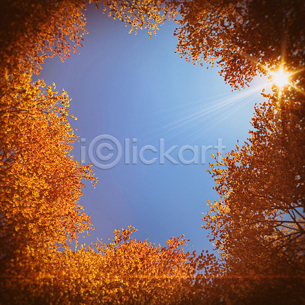 사람없음 3D PSD 디지털합성 로우앵글 편집이미지 3D소스 가을(계절) 가을배경 낙엽 단풍 백그라운드 야외 주간 풍경(경치) 하늘 햇빛