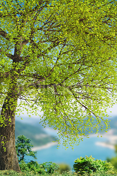 사람없음 3D PSD 디지털합성 편집이미지 3D소스 나무 백그라운드 산 야외 언덕 여름(계절) 주간 풍경(경치)