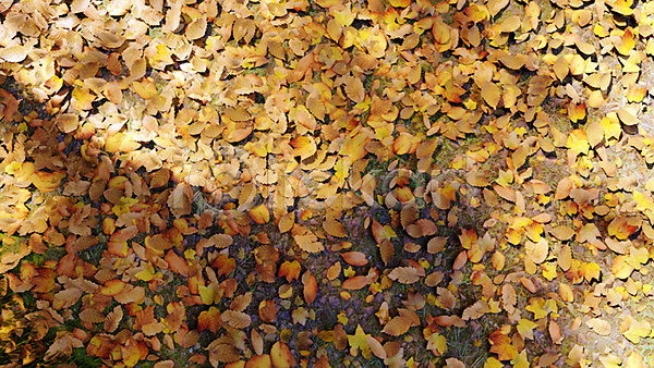 사람없음 3D PSD 디지털합성 편집이미지 3D소스 가을(계절) 가을배경 낙엽 단풍 백그라운드 야외 주간 풍경(경치)