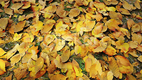 사람없음 3D PSD 디지털합성 편집이미지 3D소스 가을(계절) 가을배경 낙엽 단풍 백그라운드 야외 주간 풍경(경치)