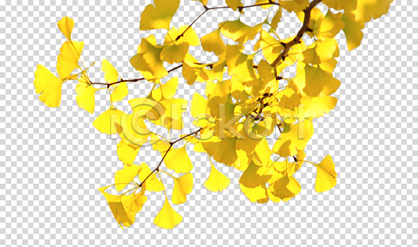 사람없음 PNG 근접촬영 편집이미지 가을(계절) 계절 나무 나뭇잎 노란색 누끼 단풍 사계절 식물 은행나무 자연 편집소스