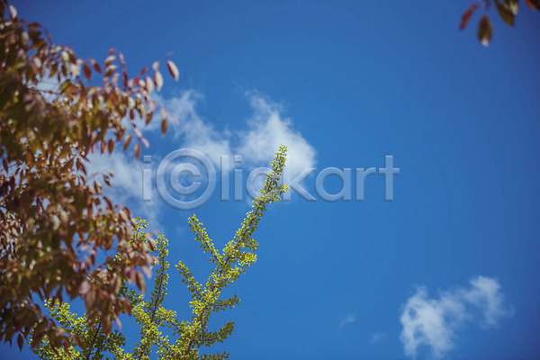 사람없음 JPG 로우앵글 포토 가을(계절) 가을풍경 구름(자연) 농촌 단풍 맑음 시골 야외 용문산 주간 풍경(경치) 하늘 한국