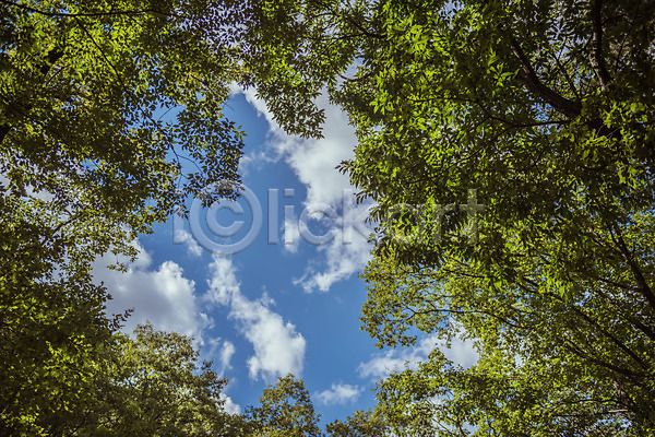 사람없음 JPG 로우앵글 포토 가을(계절) 가을풍경 구름(자연) 나무 농촌 맑음 시골 야외 용문산 주간 풍경(경치) 하늘 한국