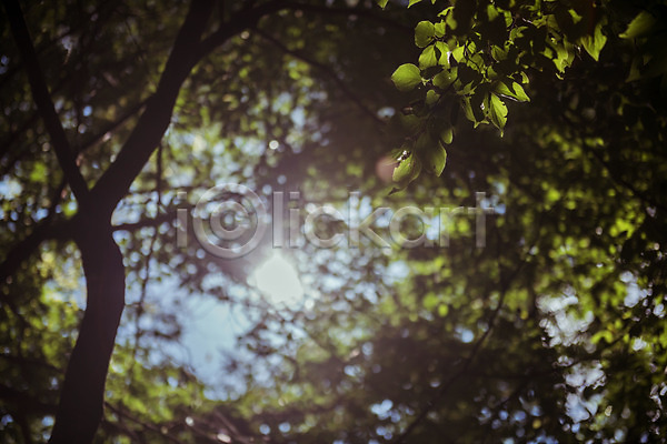 사람없음 JPG 로우앵글 포토 가을(계절) 가을풍경 나무 나뭇잎 농촌 맑음 시골 야외 용문산 주간 풍경(경치) 한국 햇빛
