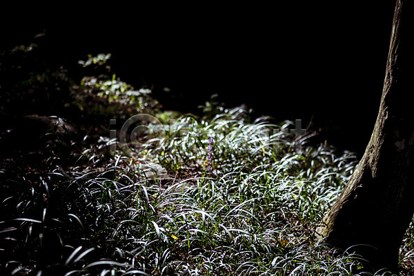사람없음 JPG 포토 가을(계절) 가을풍경 나무 농촌 맑음 맥문동 시골 야외 용문산 잎 주간 풍경(경치) 한국 햇빛