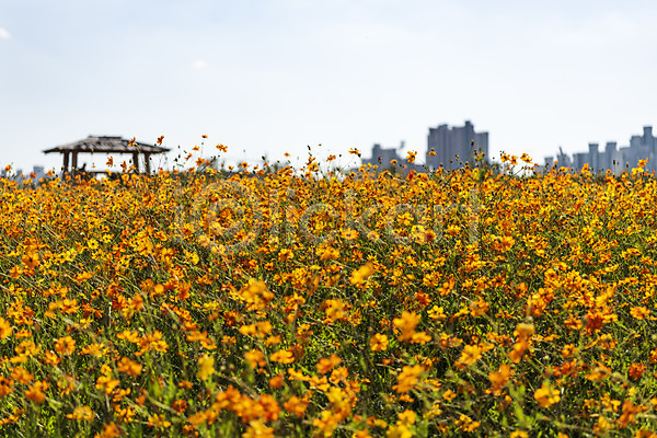 사람없음 JPG 포토 가을(계절) 가을풍경 꽃 꽃밭 맑음 야외 여러송이 인천 자연 주간 코스모스(꽃) 풍경(경치) 하늘 한국 황화코스모스