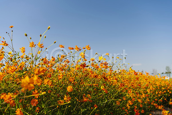 사람없음 JPG 포토 가을(계절) 가을풍경 꽃 꽃밭 맑음 야외 여러송이 인천 자연 주간 코스모스(꽃) 풍경(경치) 하늘 한국 황화코스모스