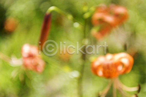 사람없음 JPG 아웃포커스 포토 나리꽃 백그라운드 야외 여주(지역) 자연 주간 편집소스 풍경(경치)