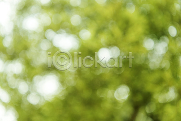 사람없음 JPG 아웃포커스 포토 나무 나뭇잎 백그라운드 야외 여주(지역) 자연 주간 편집소스 풍경(경치)