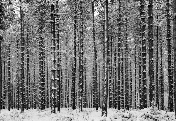 사람없음 JPG 포토 해외이미지 흑백 겨울 나무 눈(날씨) 눈덮임 숲속 야외 주간 풍경(경치)